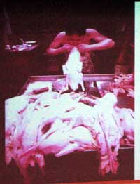 �k���_�b�N